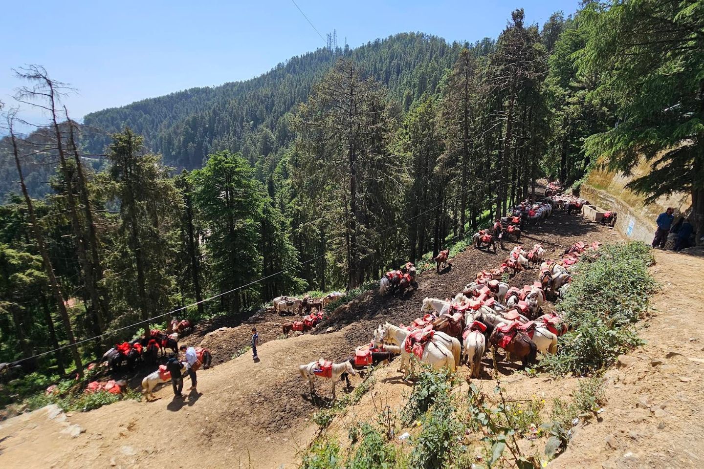 Green Valley Shimla 
